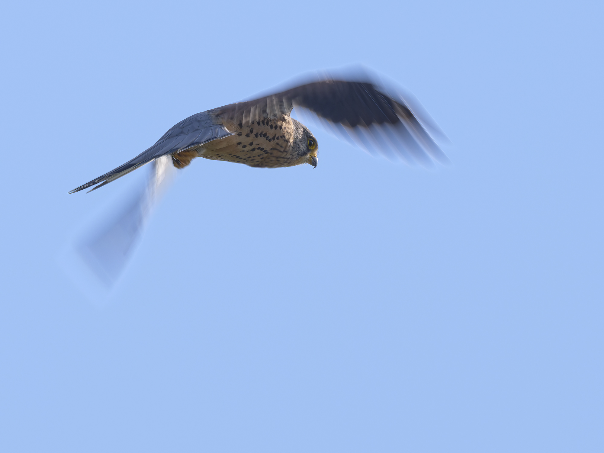Rüttelflug
